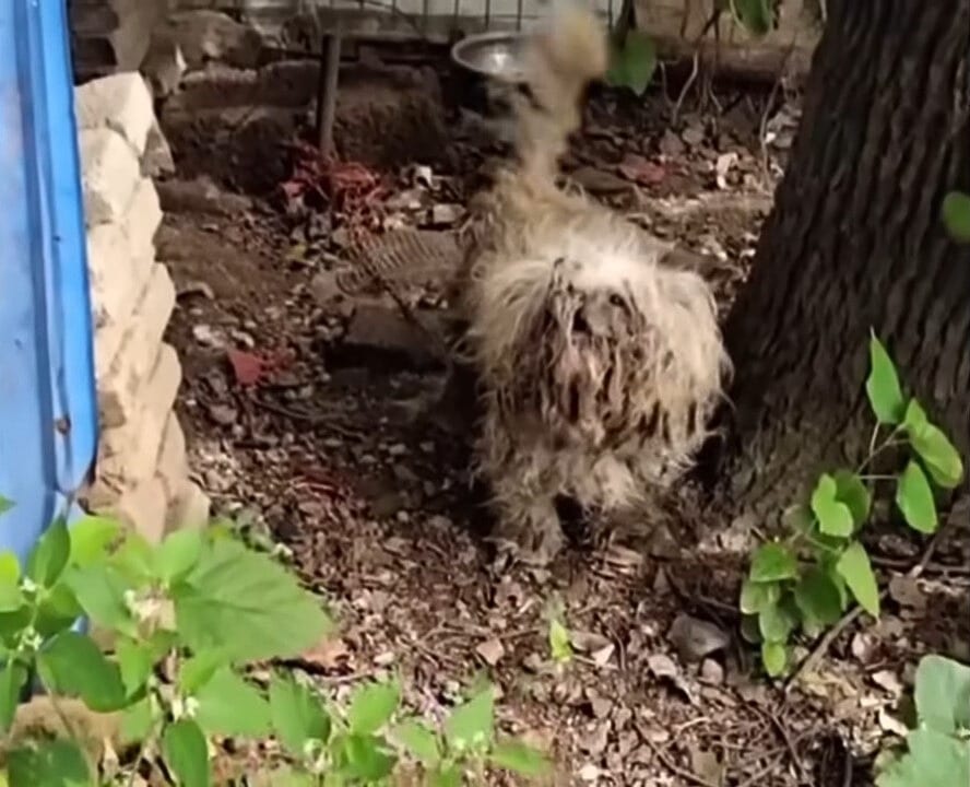 At the vet's office, the dog's matted fu...