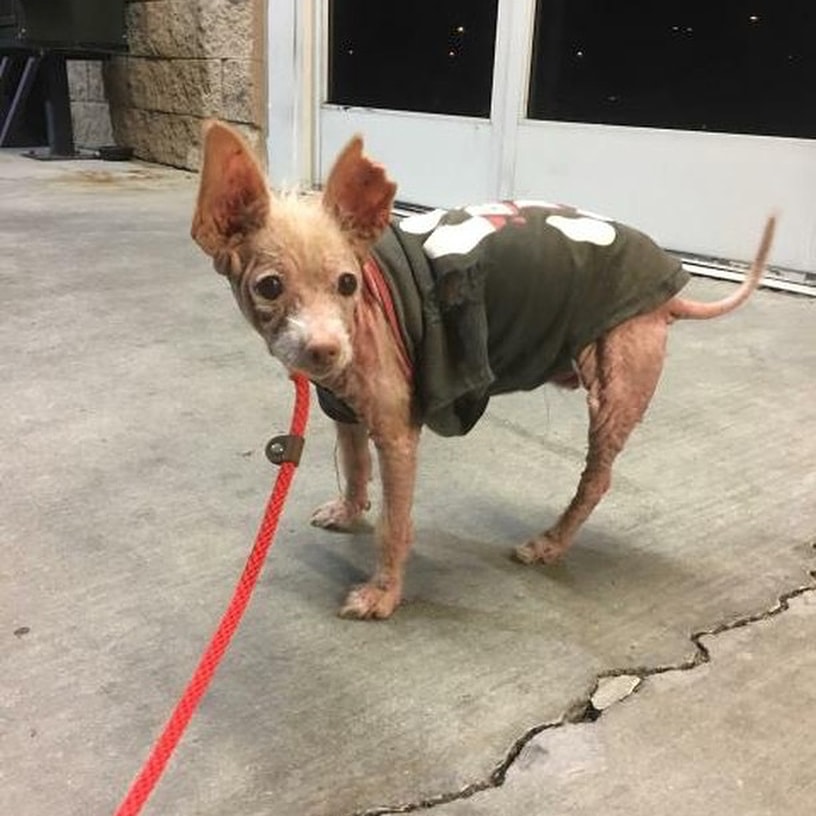 “She just looked so pitiful in the...