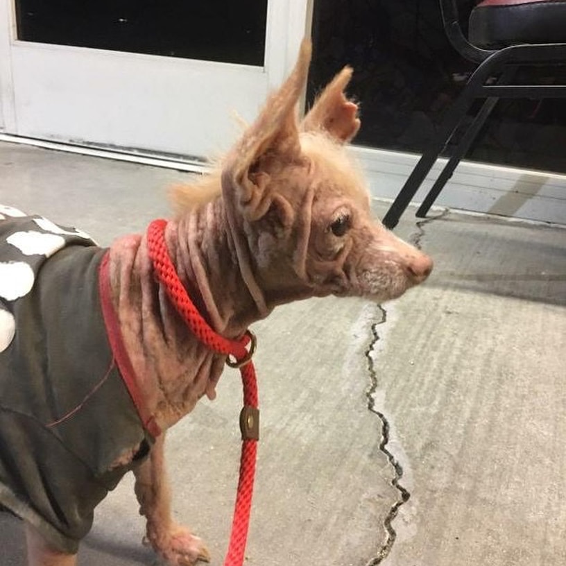 The rescuers pulled Blossom from the she...