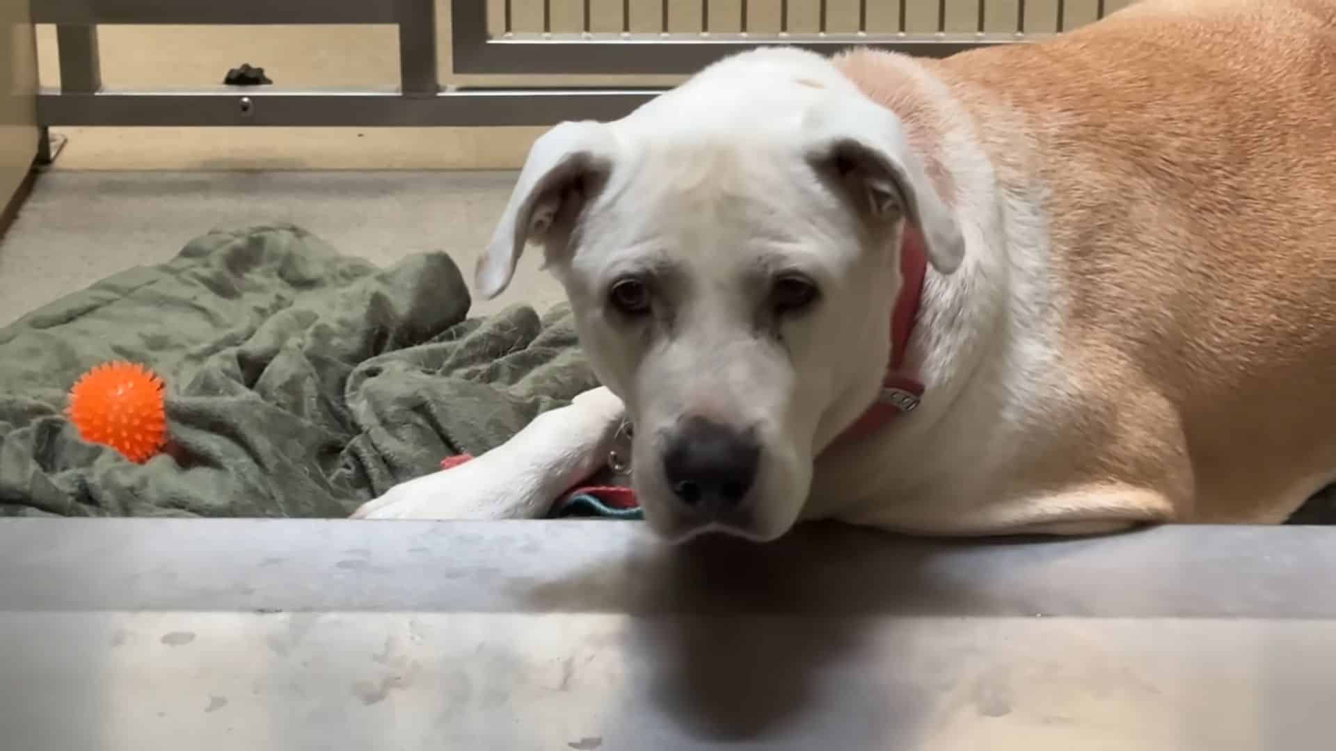 To help her relax even more, Rocky began...