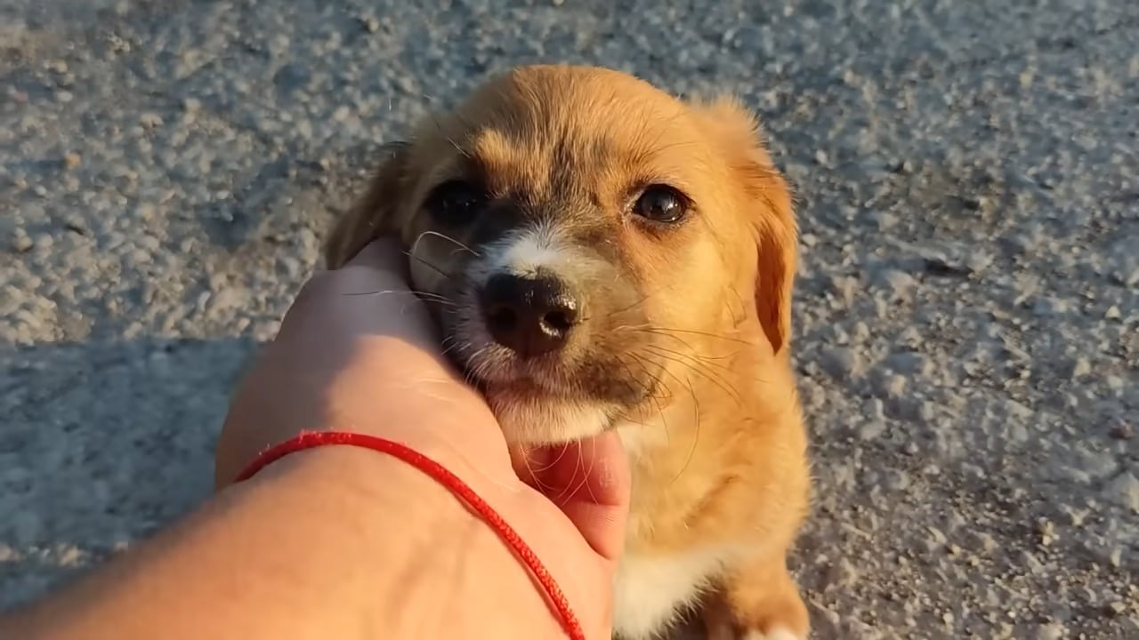 The rescuer showered her with affection,...