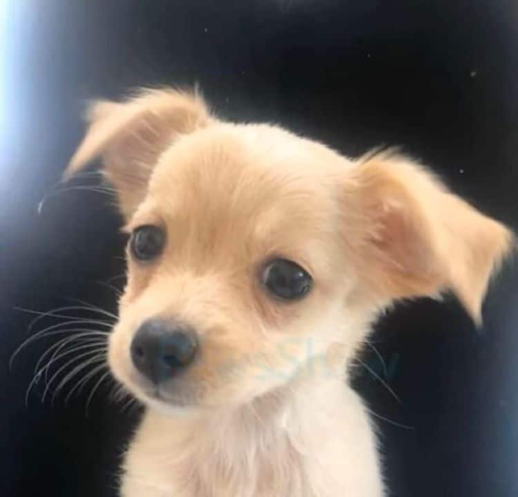 In their care, Chance had completely cha...
