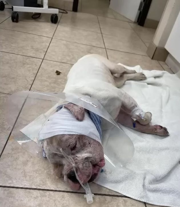 Hercules will need several surgeries to ...