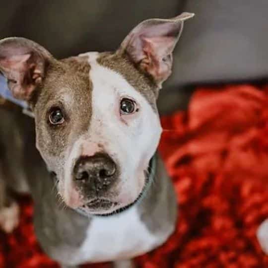 Avery's time at the shelter saw a trauma...