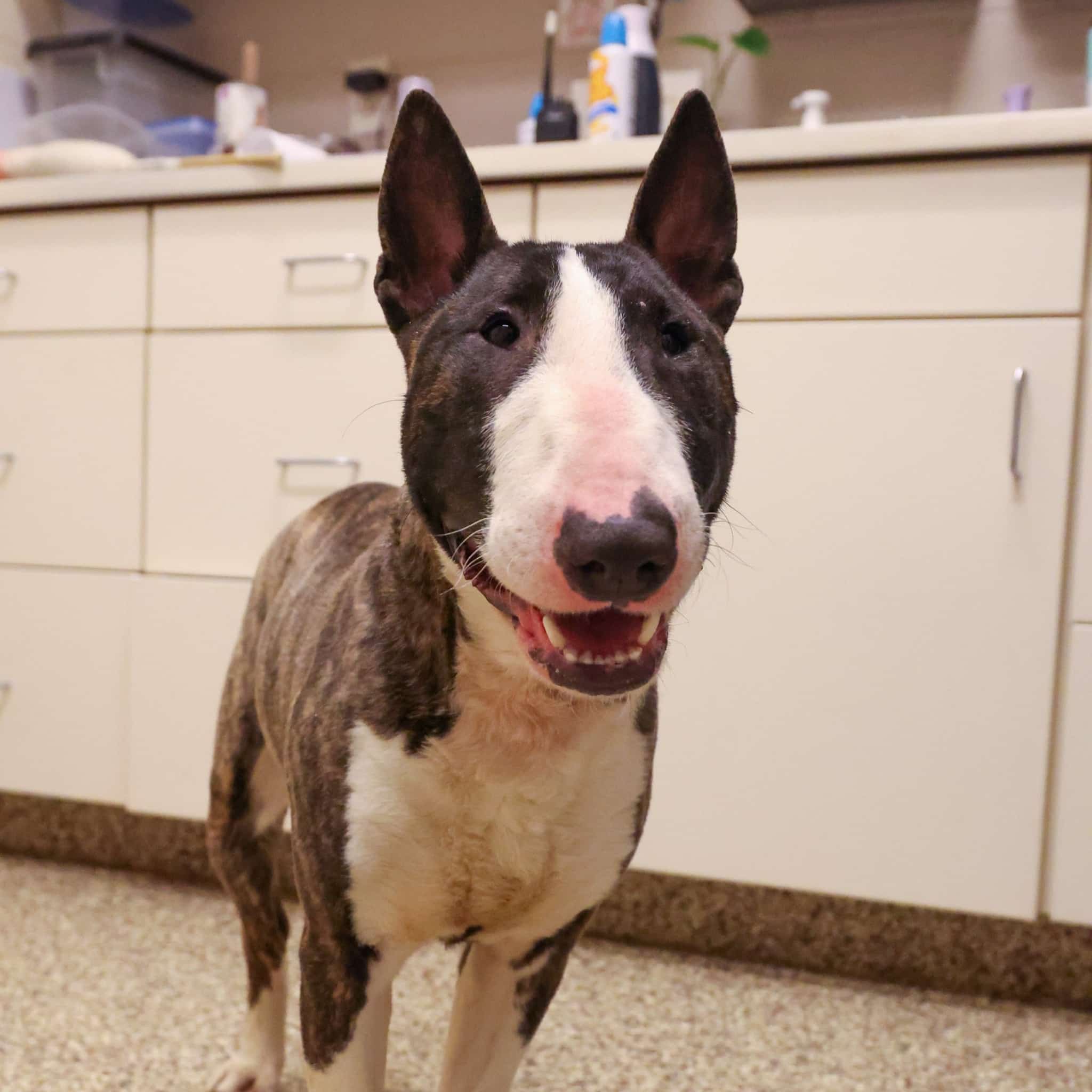 After some time spent at the shelter, Ru...