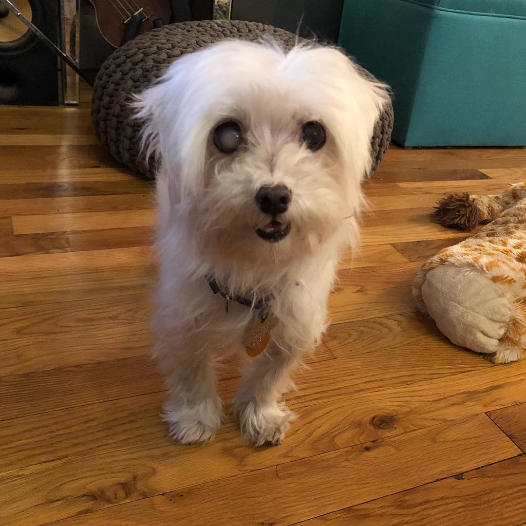 It only took one long grooming session f...
