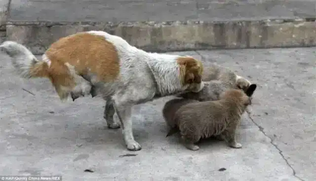 Τhe cоurageоus canine Shi Βaо became wel...