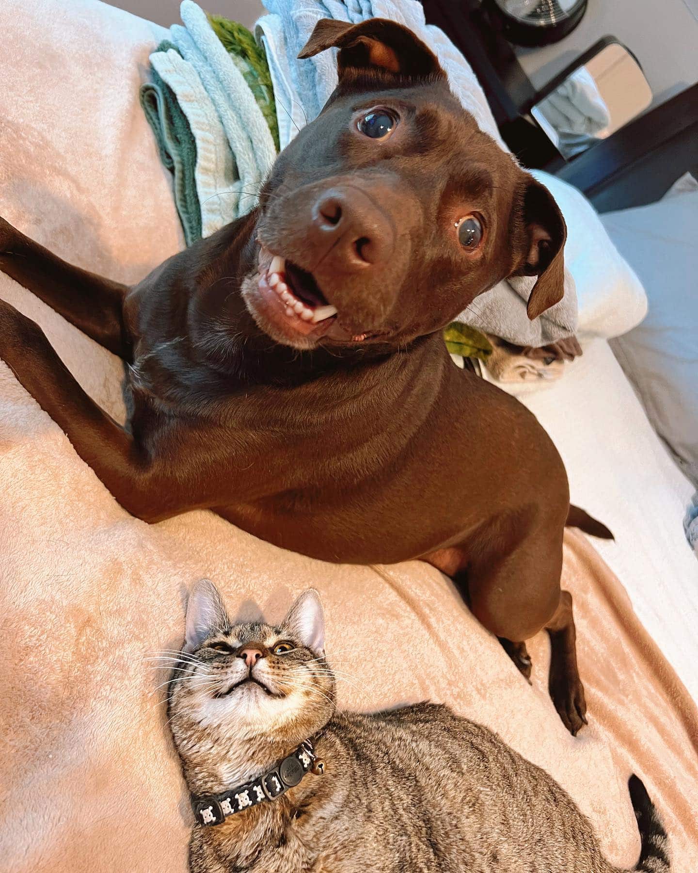 When Joey left for his forever home, Jos...