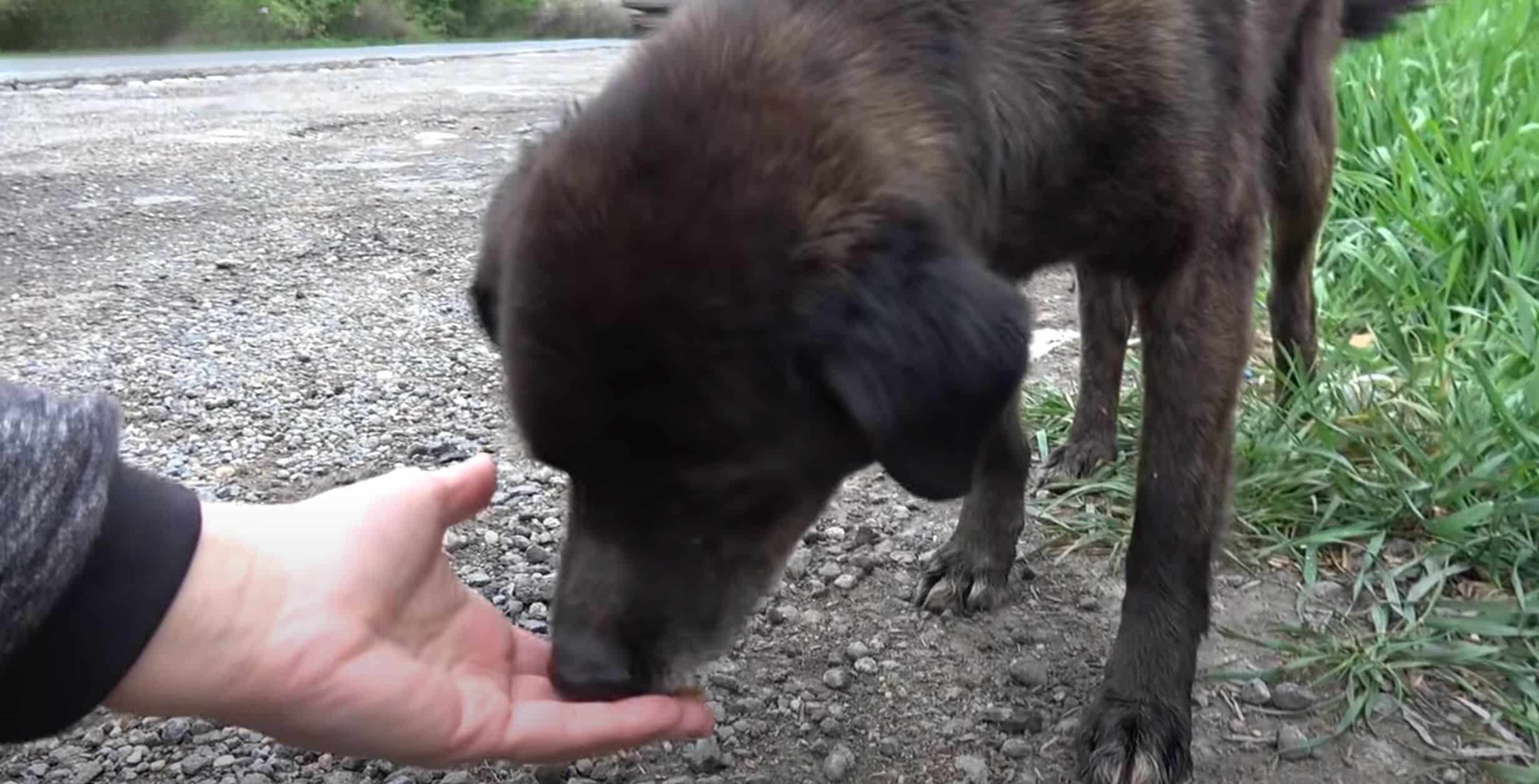 As soon as they arrived at the rescue sh...