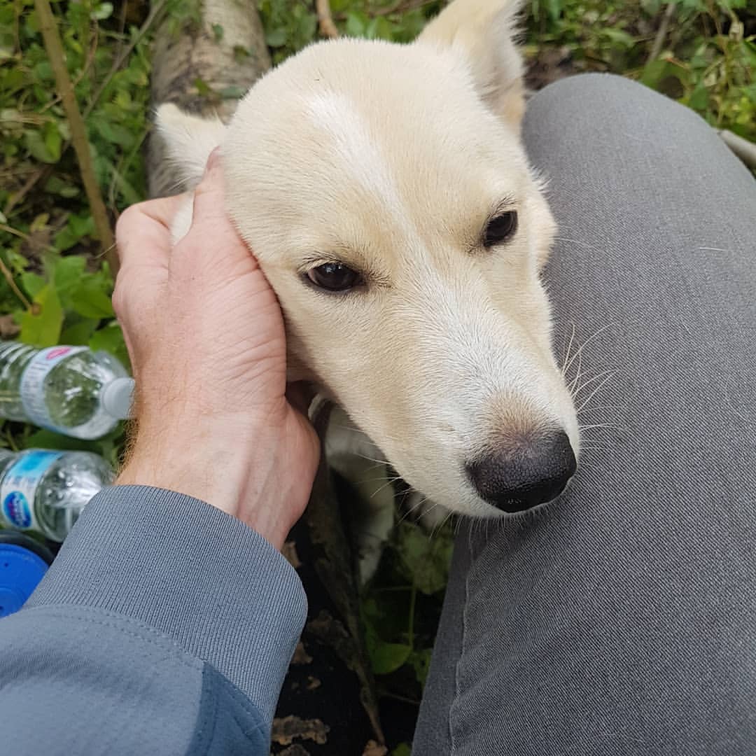 He took the pup, later named Willow, to ...