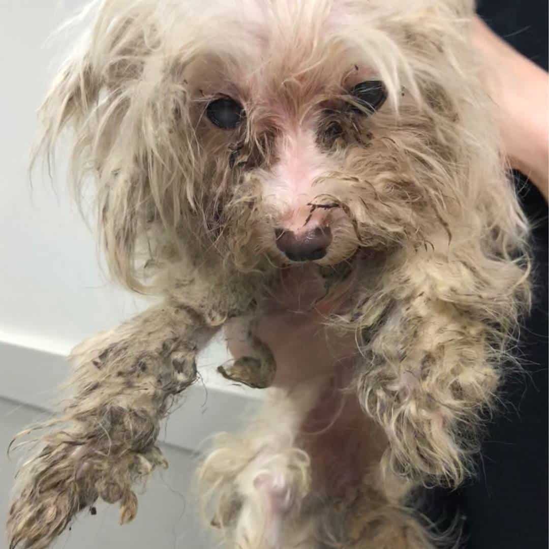 She was evidently neglected for the most...