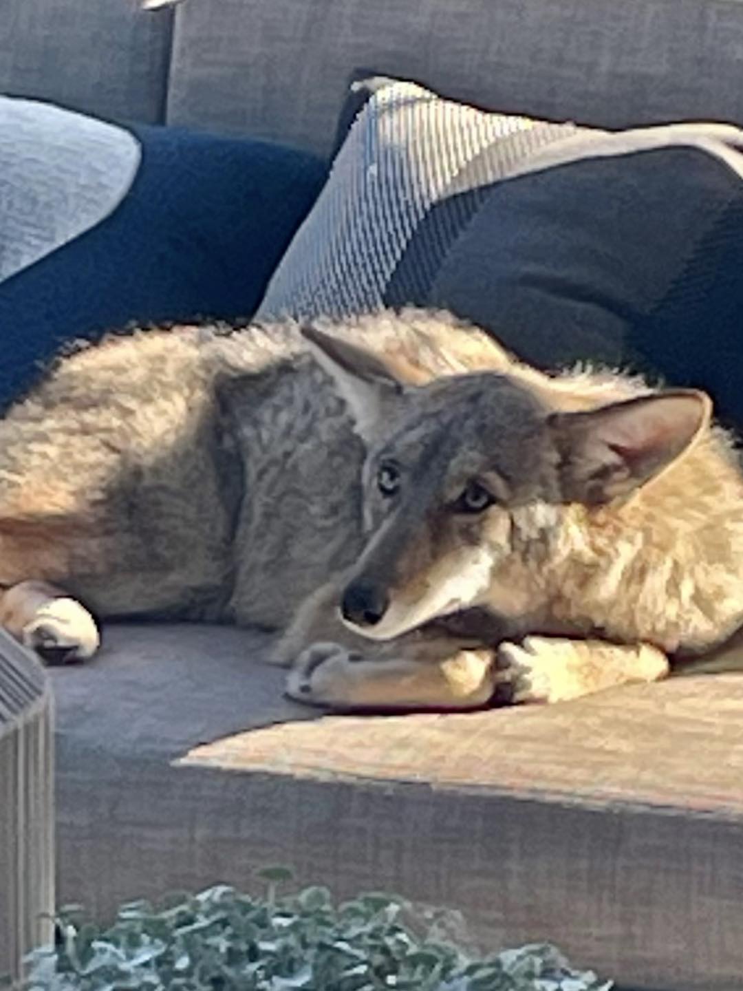 “I approached the coyote and start...