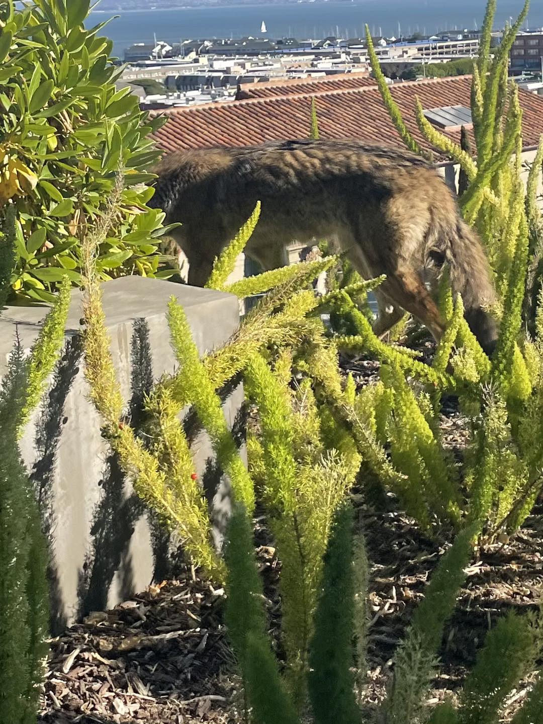 According to Mullen, this coyote was a y...
