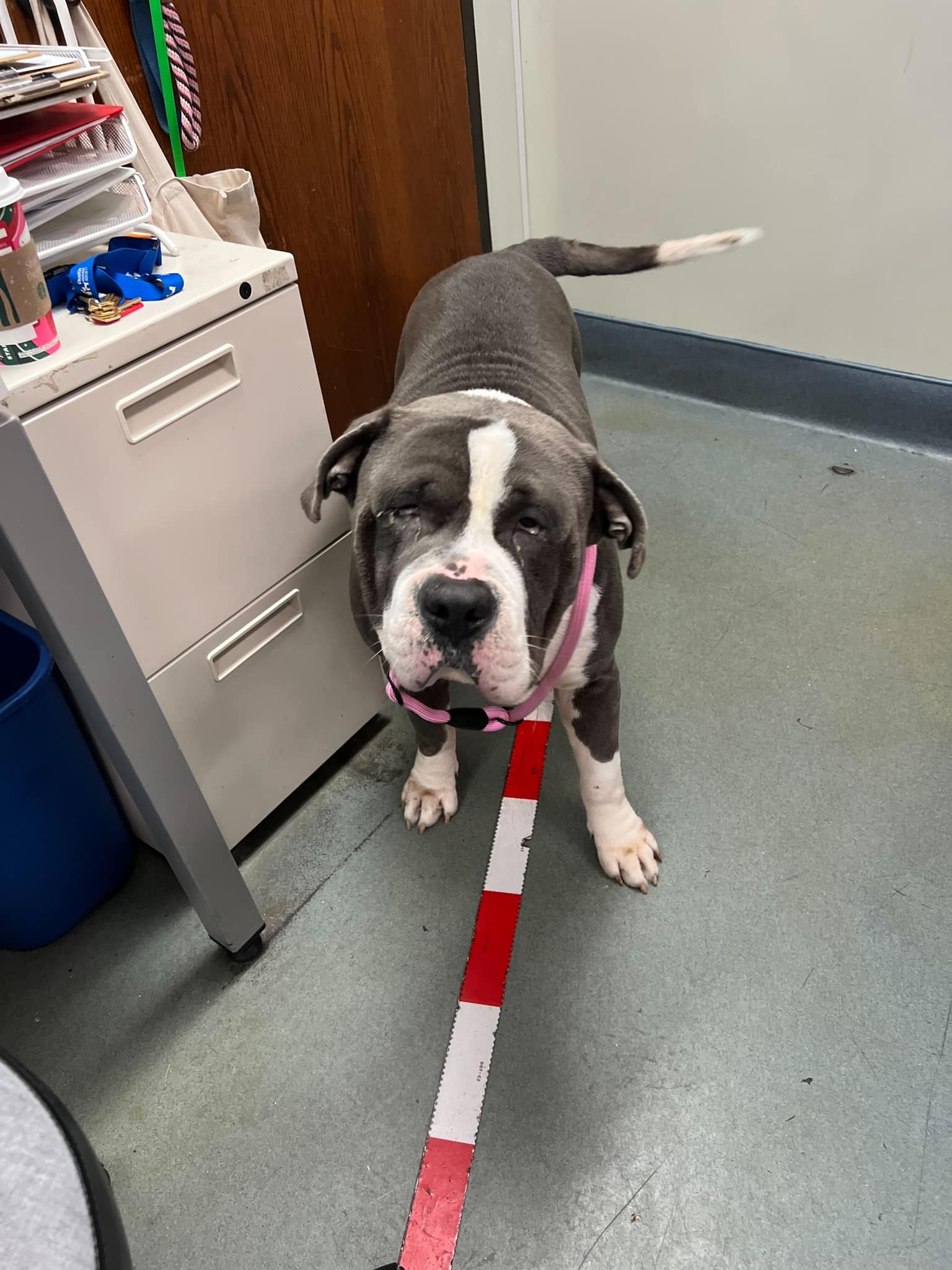 The rescuers drove him to the shelter ri...