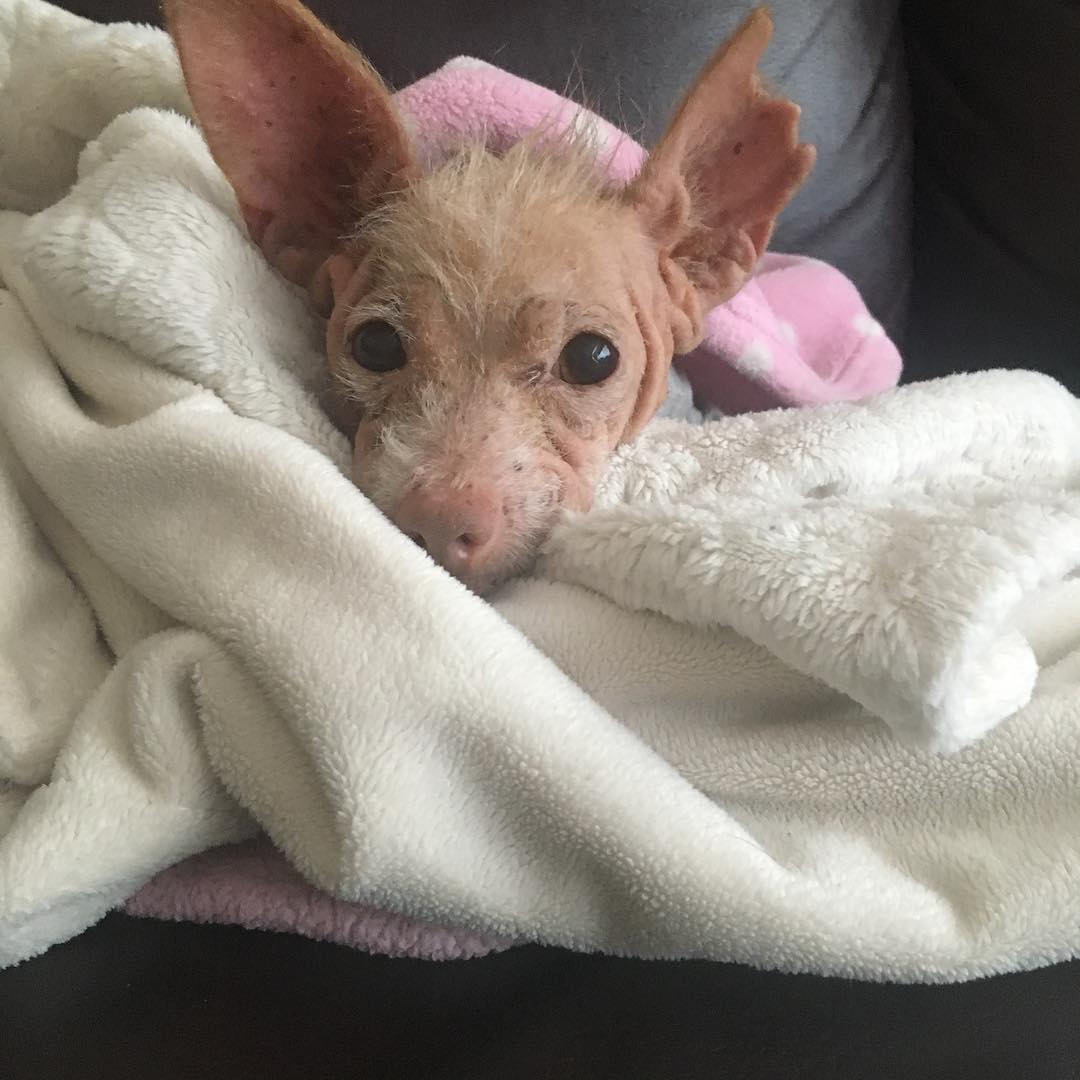 After spending the night at the vet, Blo...