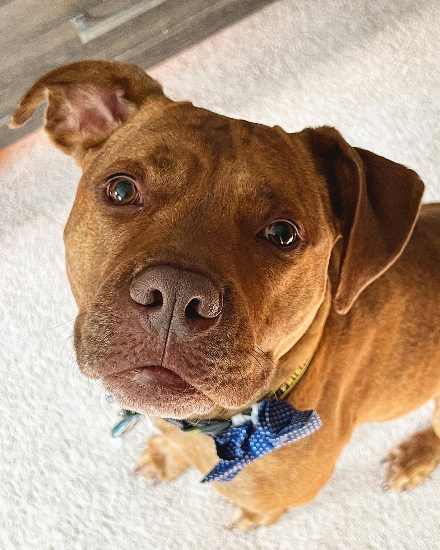 The sweet pup celebrated his fifth birth...