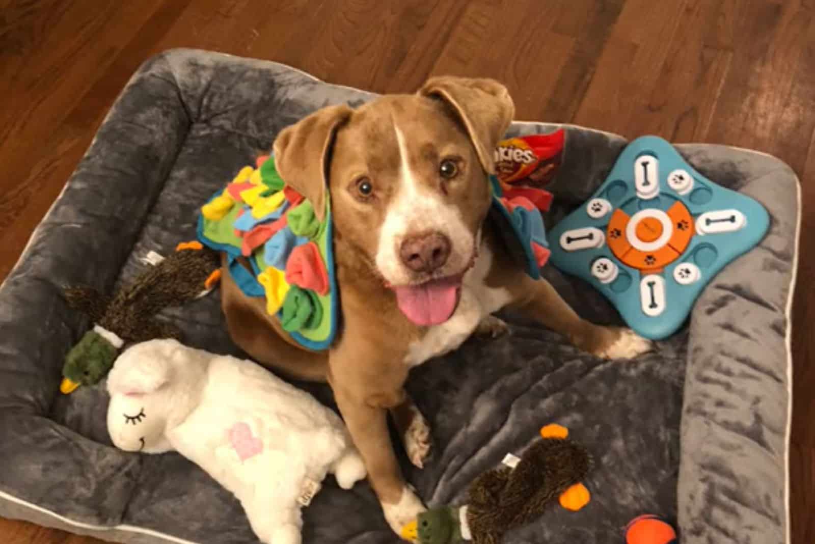 Now cherished by her new family, Molly t...