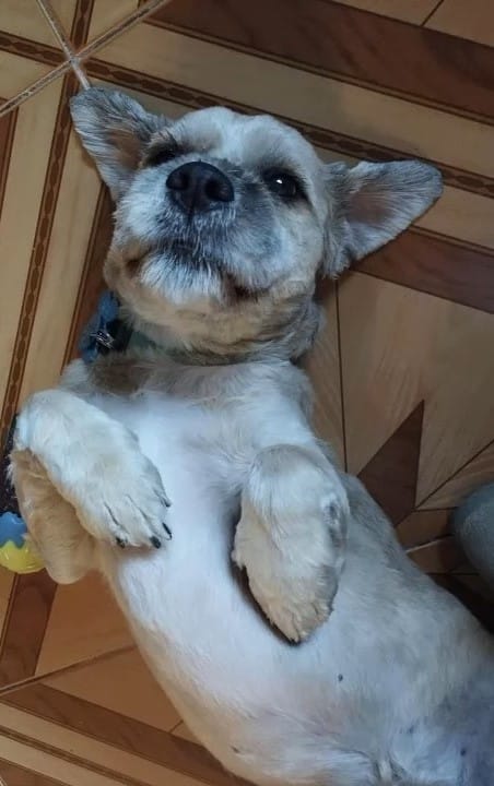 Charlie was now a healthy and sweet-look...