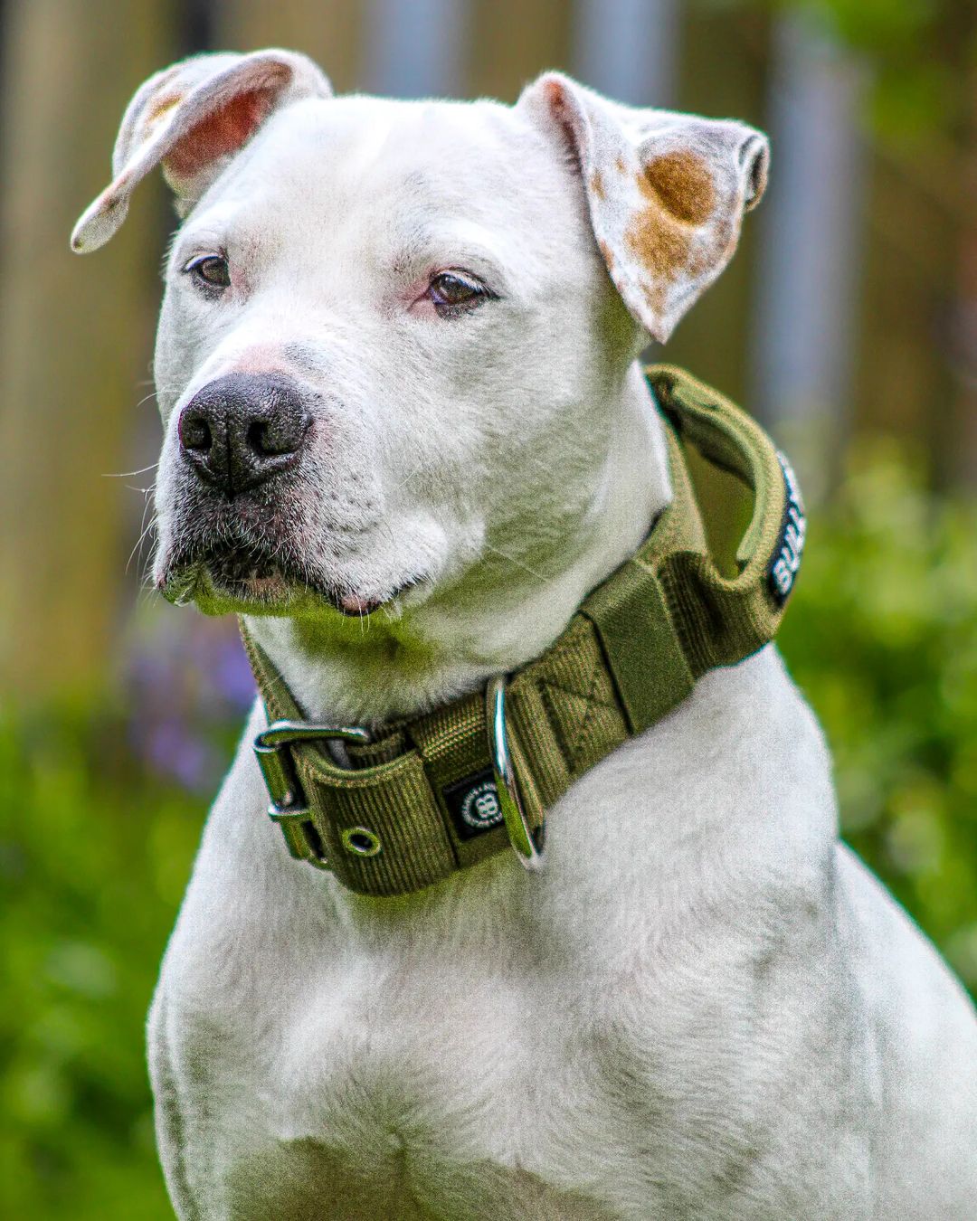 Adopting and training deaf dogs wasn't e...