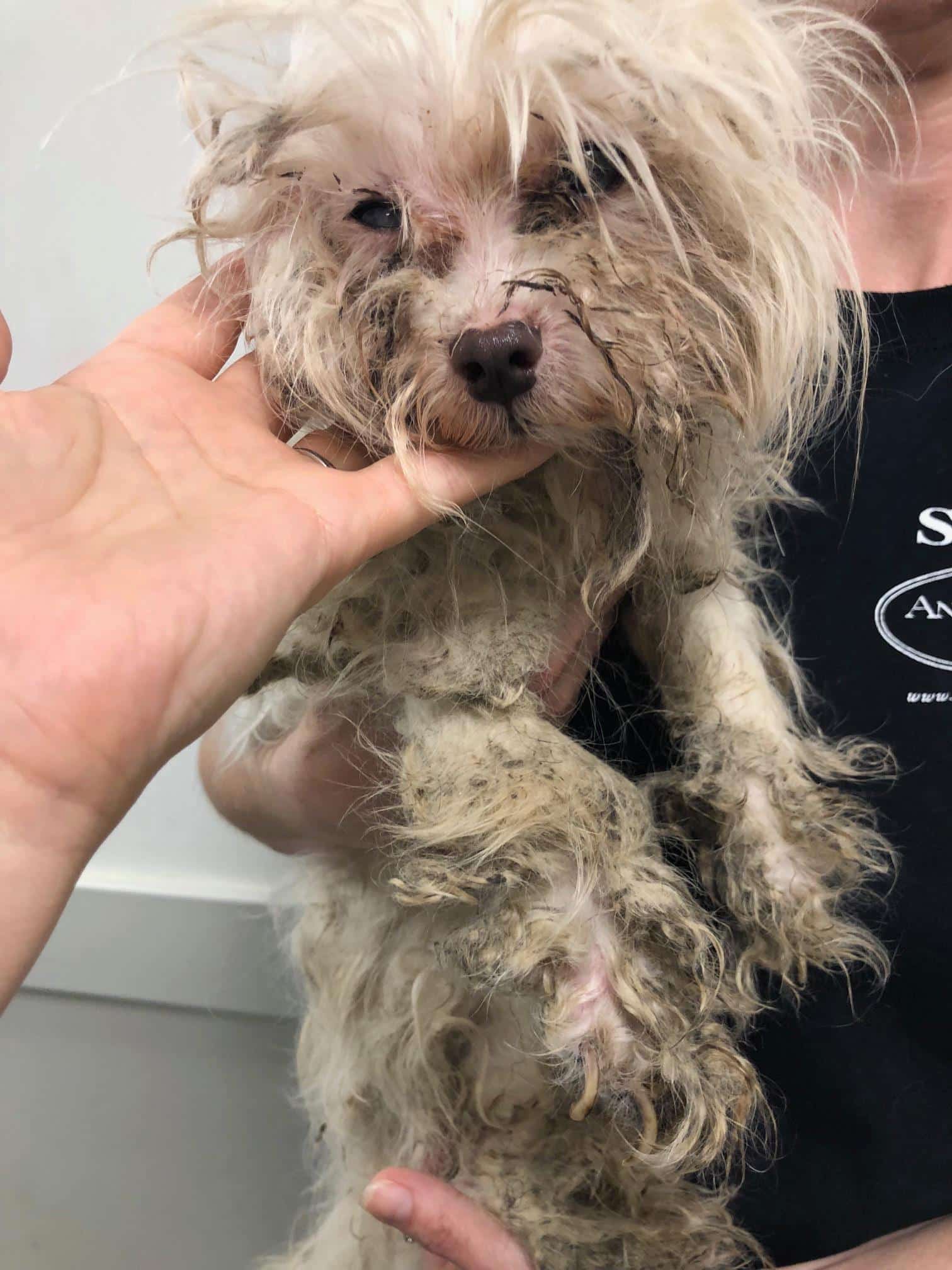 Astrid was brought to Animal Haven &ndas...