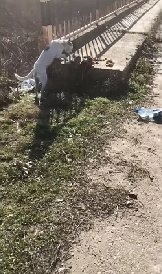 Thanks to the compassion of their rescue...