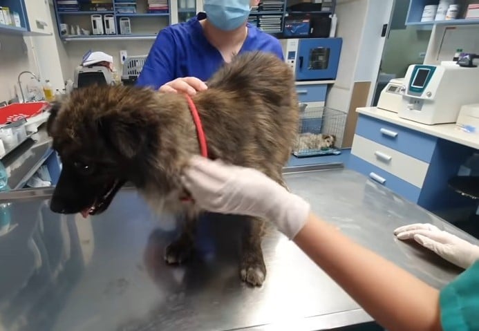 The compassionate human wished to help t...