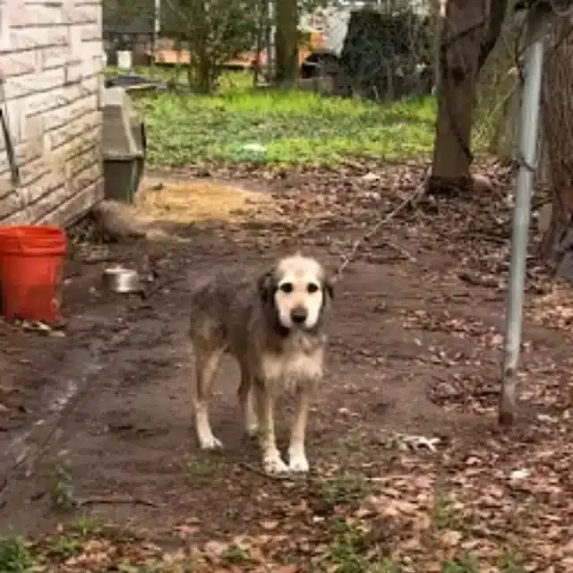 Τhere was nо fооd, the yard was full оf ...