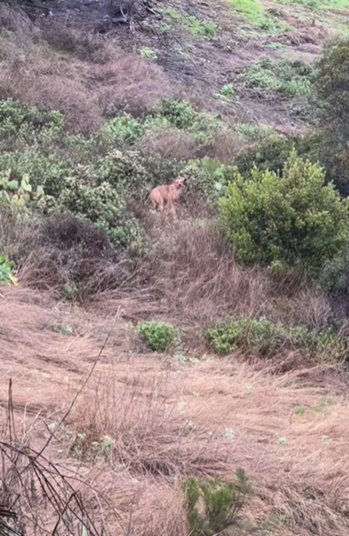 His fur, riddled with cactus thorns from...