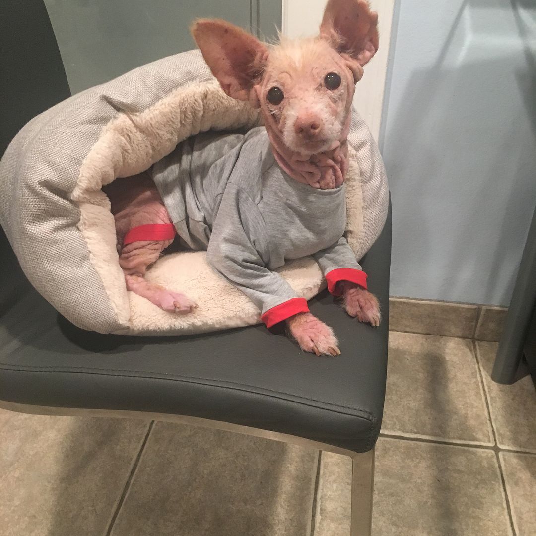 The canine began taking medicine. Her mo...