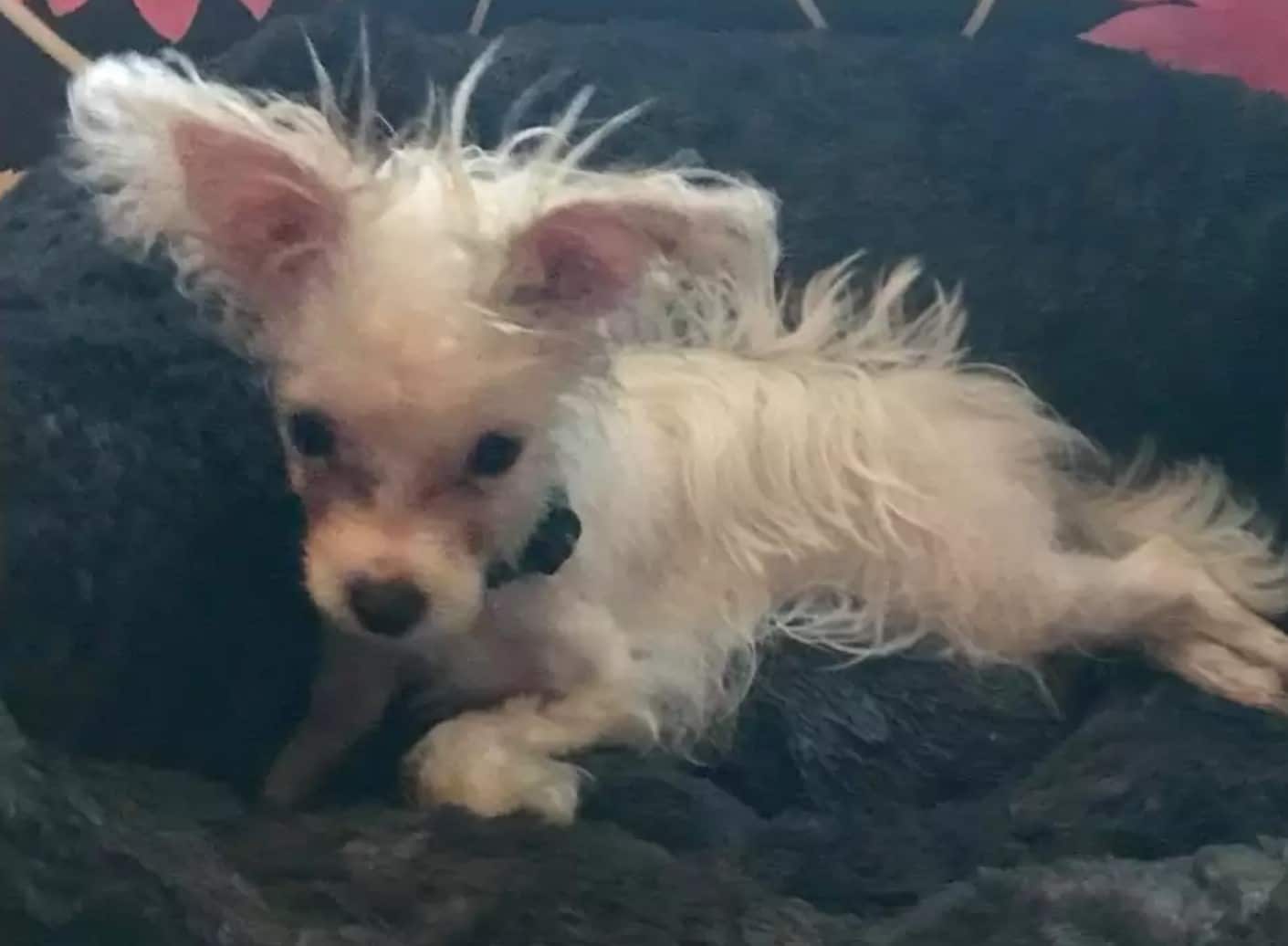 Since Kate had recently lost a pup, she ...