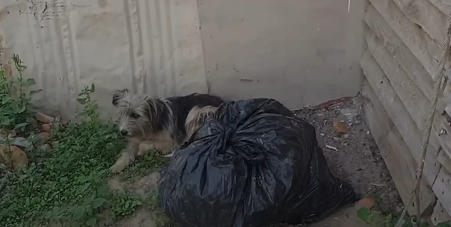 After the successful rescue, she was tak...