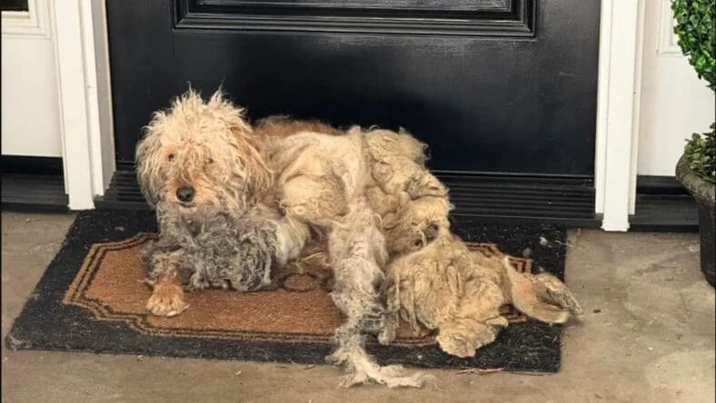 The shelter staff discovered that this r...