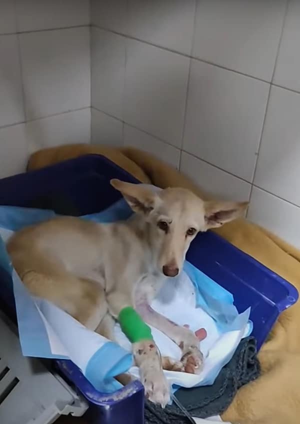 She could not undergo surgery just yet, ...