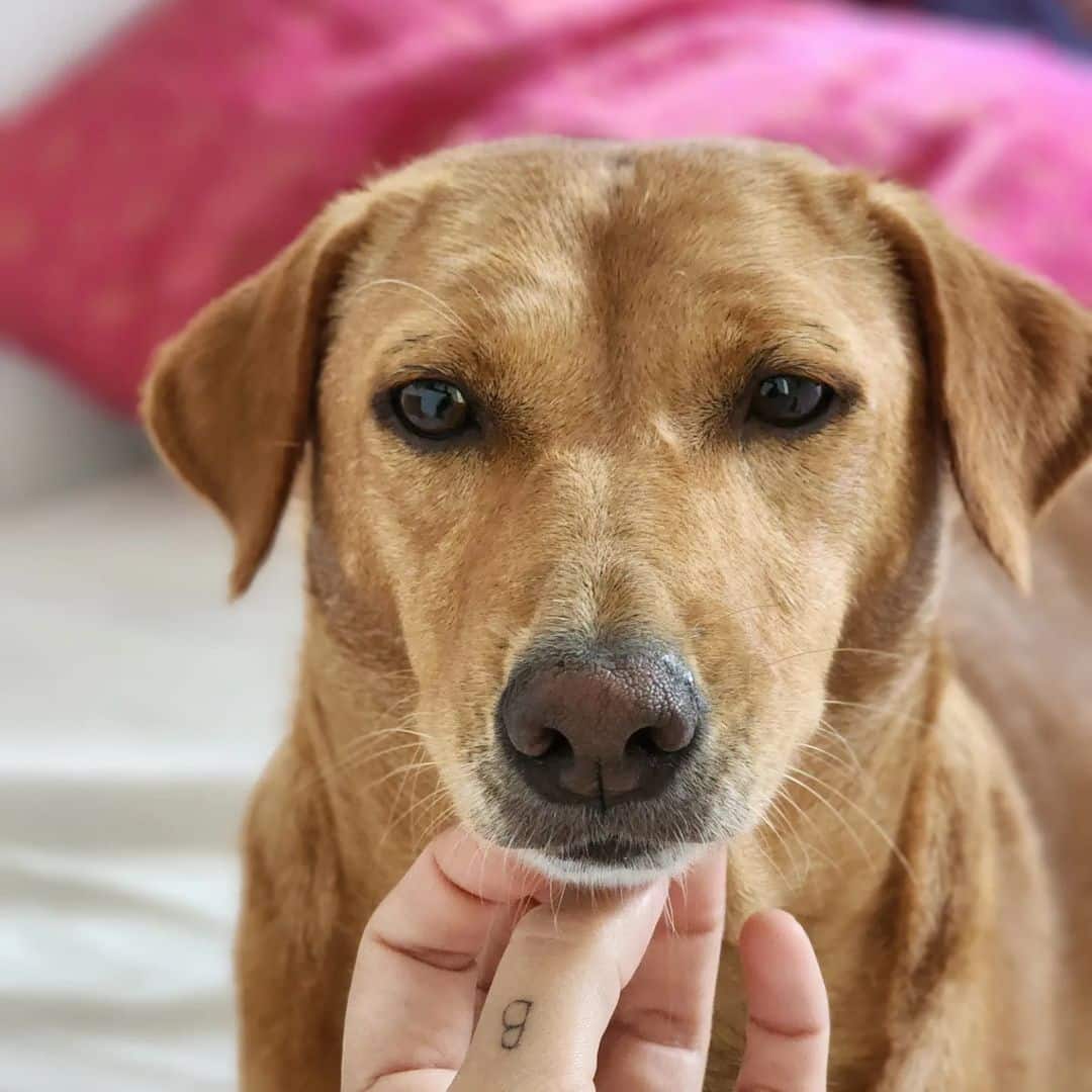 The adorable pooch and her mom adore eac...