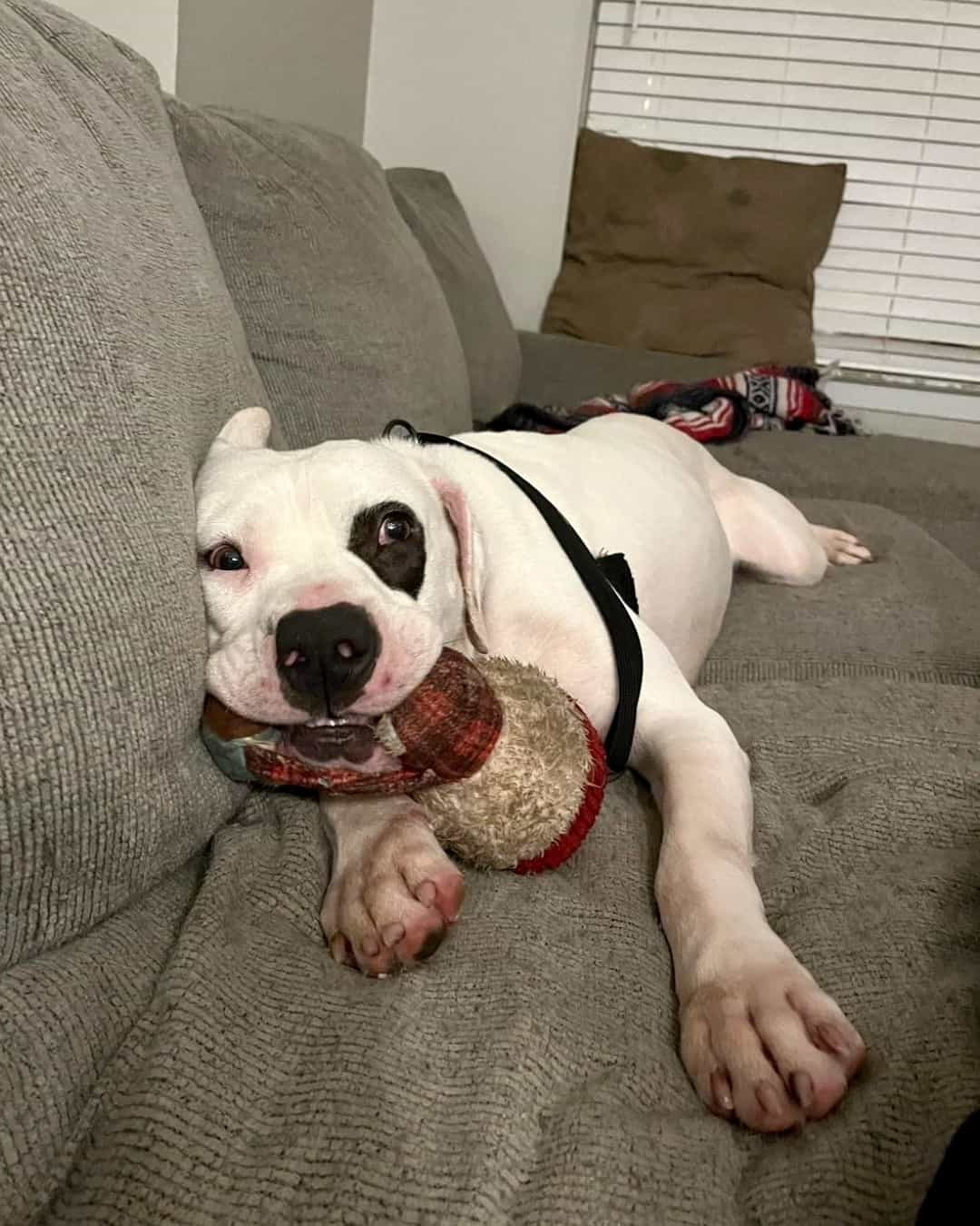 Considering what a great boy he was at b...