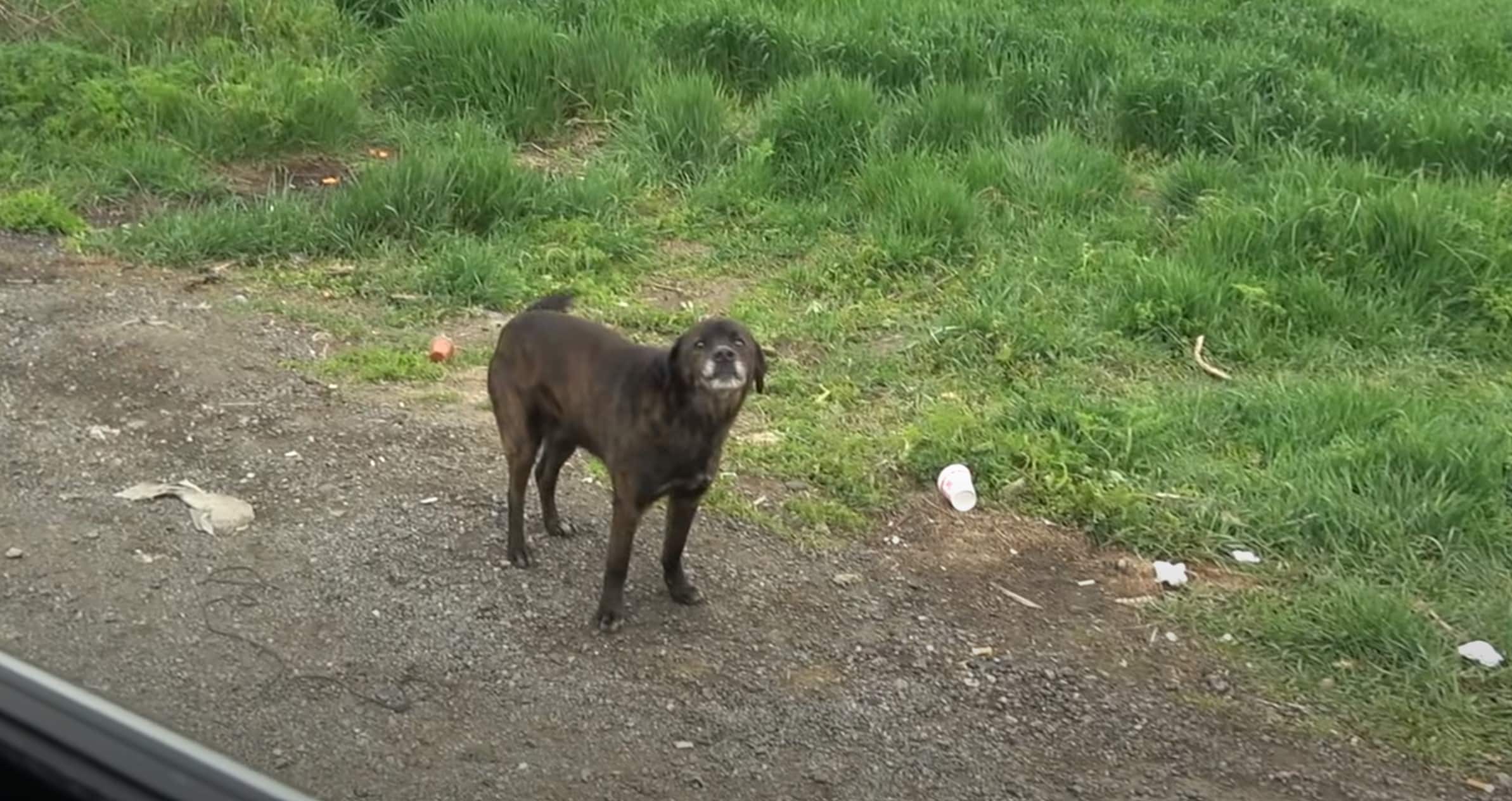 The rescuers offered the pup some yummy ...