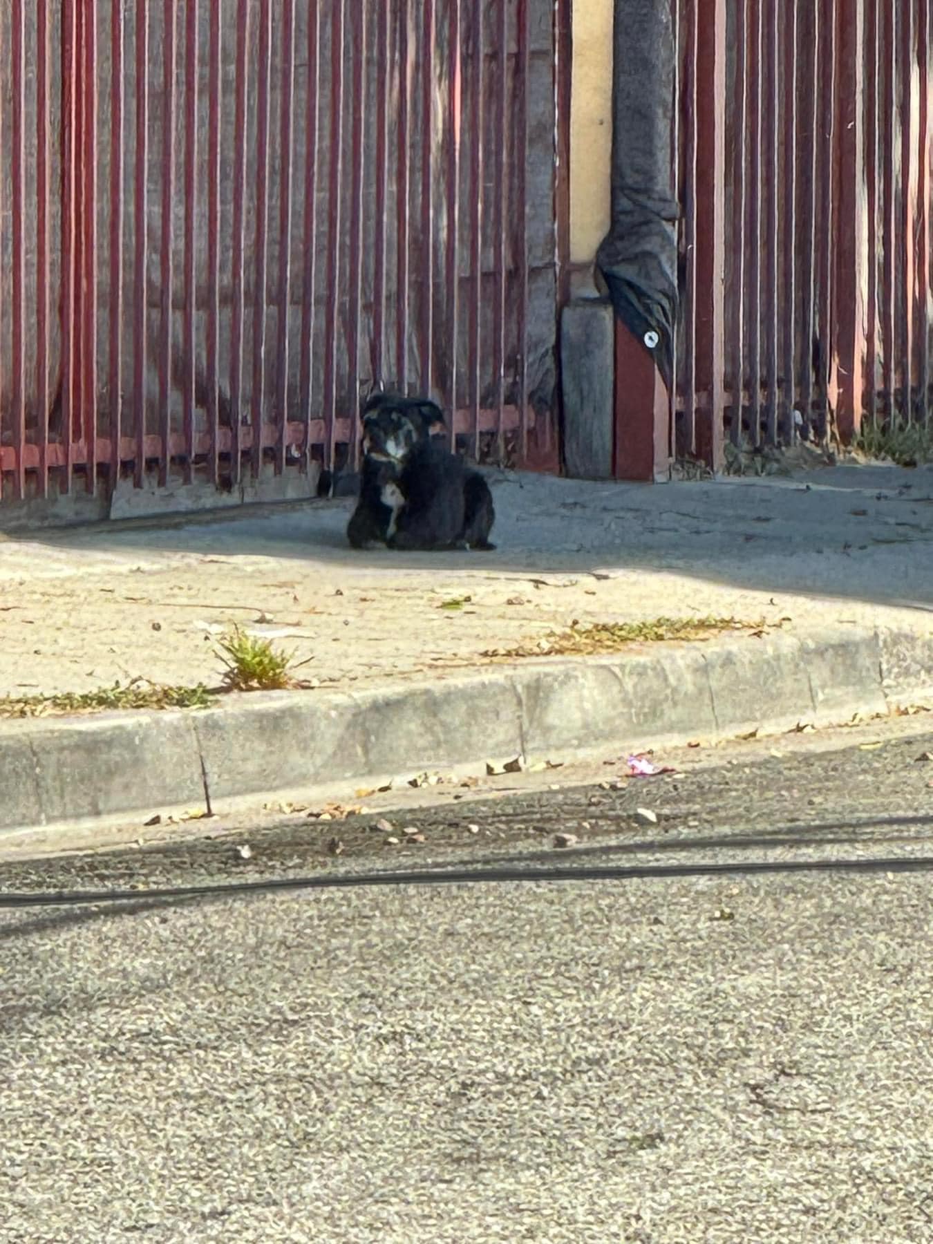 The little pup, whose real name is Marle...
