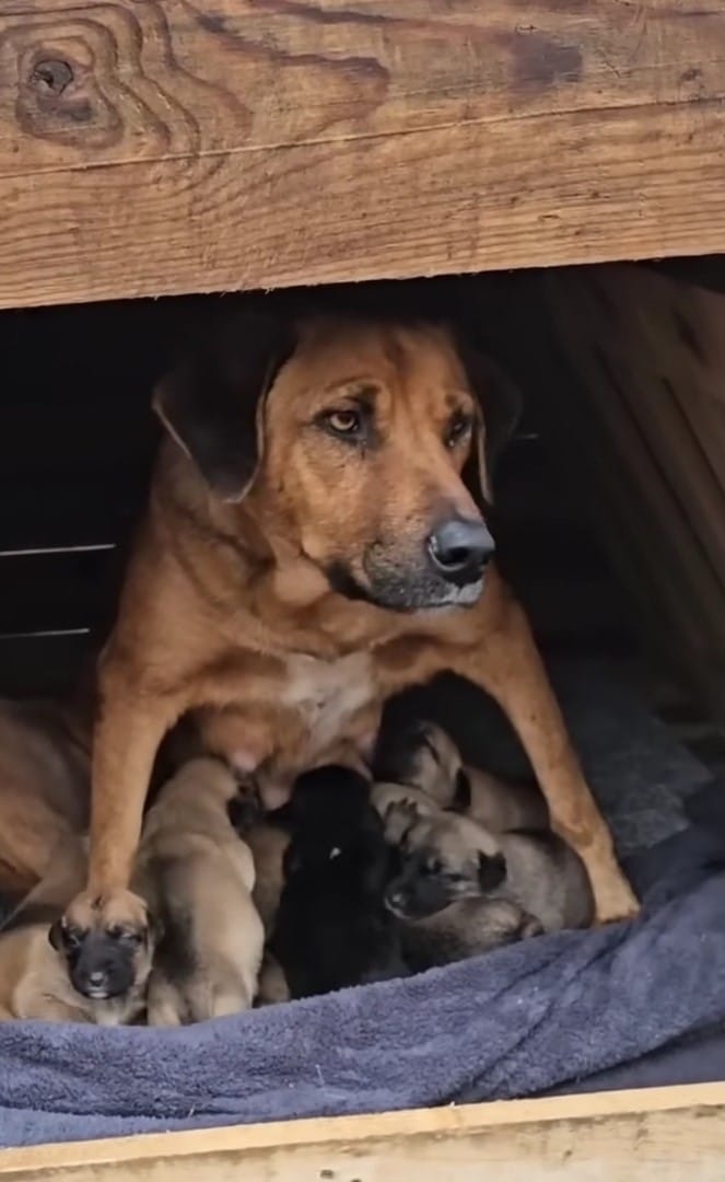 Both the mom and her babies were doing j...