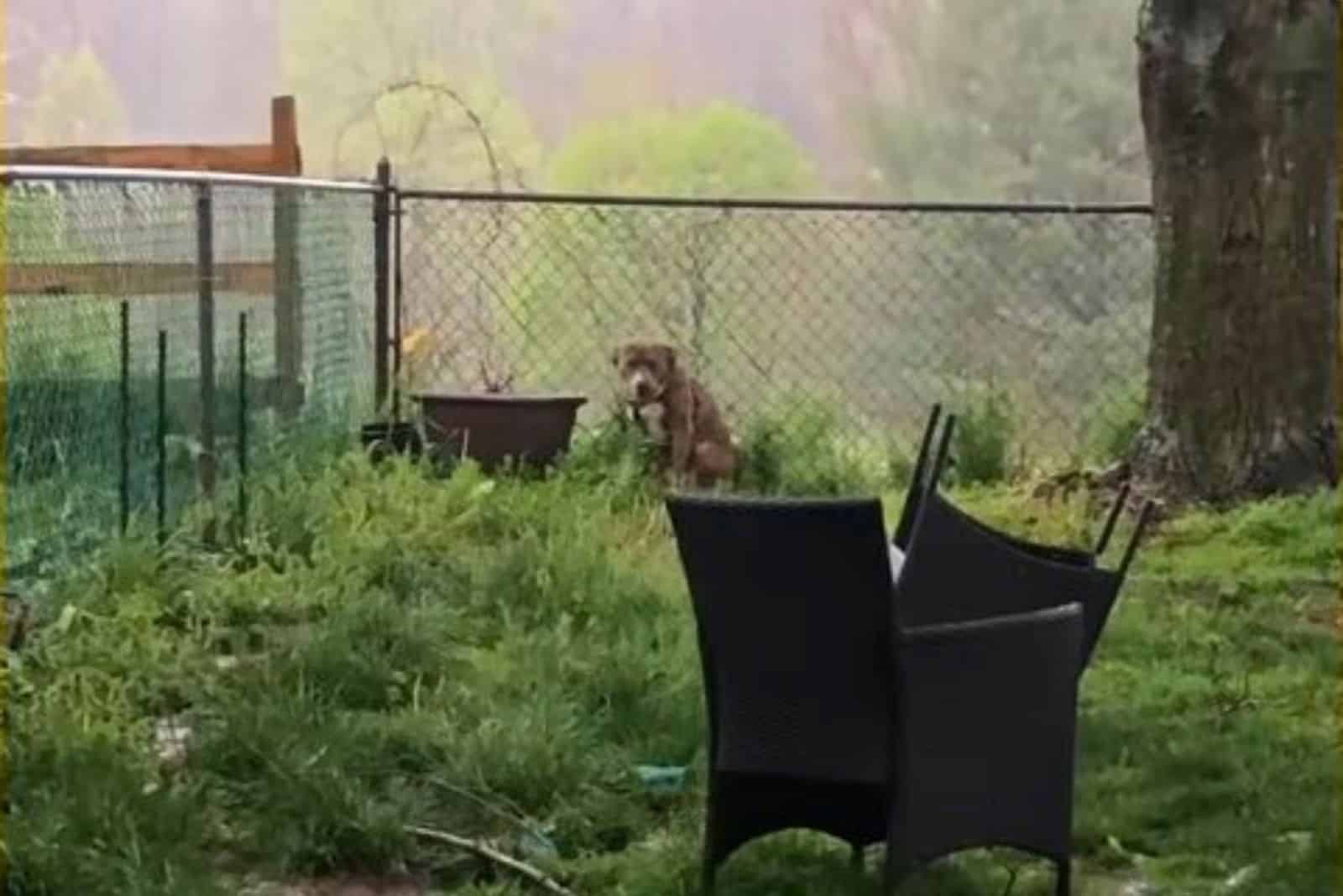 When Iris first arrived at her foster ho...