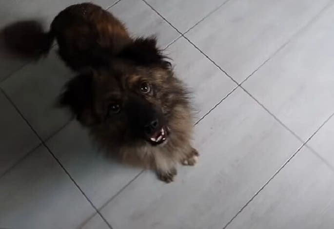 The pooch was taken to the vet clinic ri...