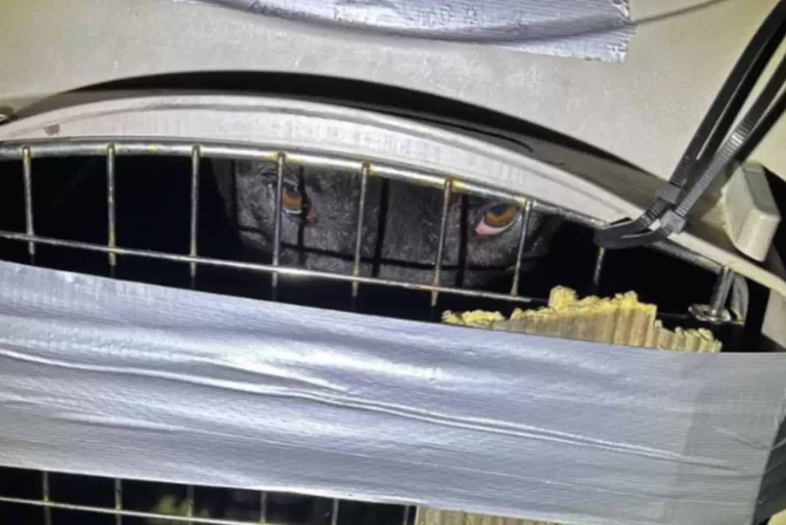 At the shelter, RD gradually began to ad...