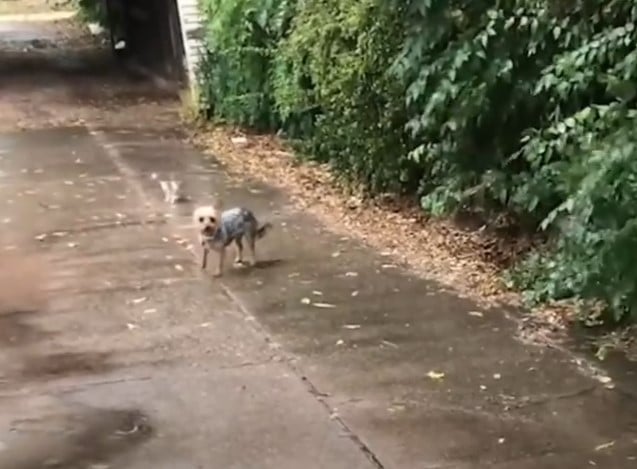 While cats and dogs are often believed t...