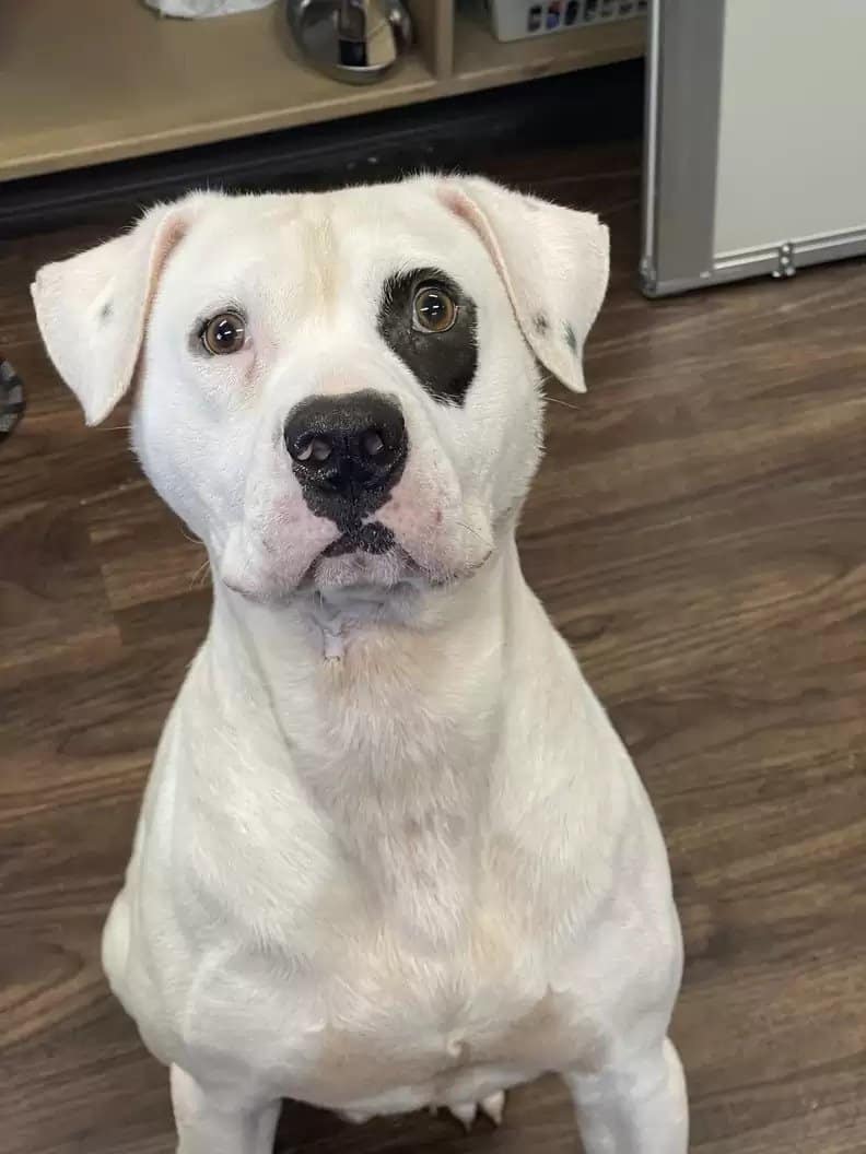 Considering that Petey was already a big...