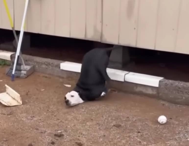 One of the rescuers gently took him in h...