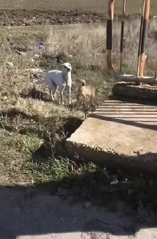 As they continued to bring food twice da...