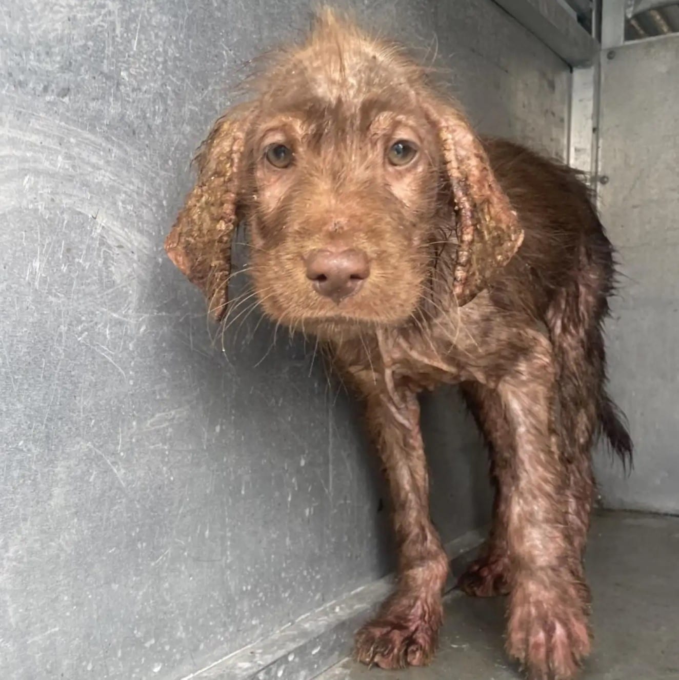 This kind-hearted adopter, Olivia, renam...