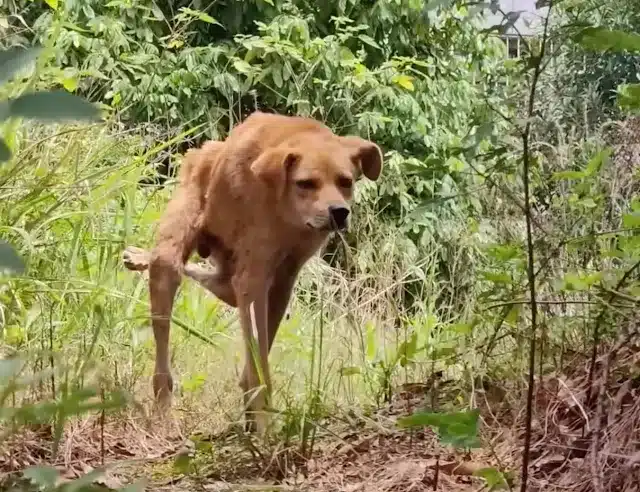 They didn’t chase him. They didn&#...