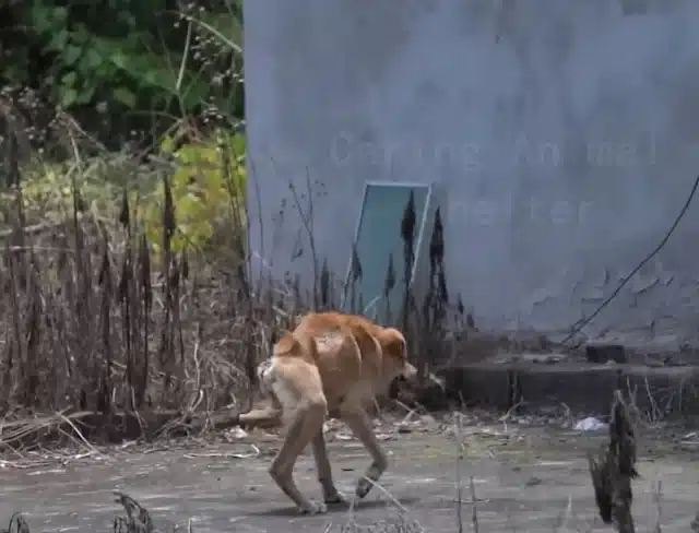 And the tiny, broken dog looked up at th...