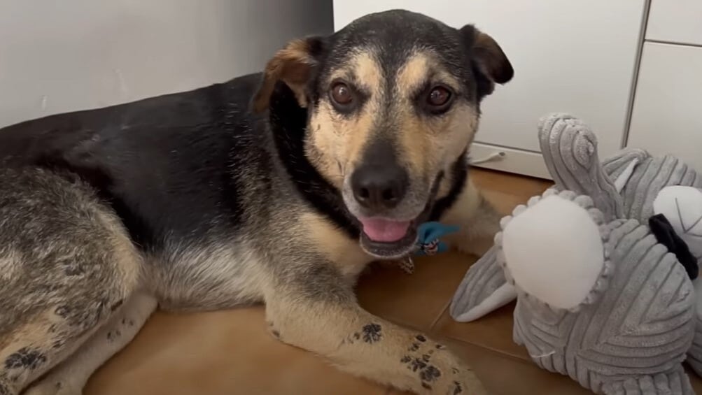 She took him to the vet, where Bullet re...
