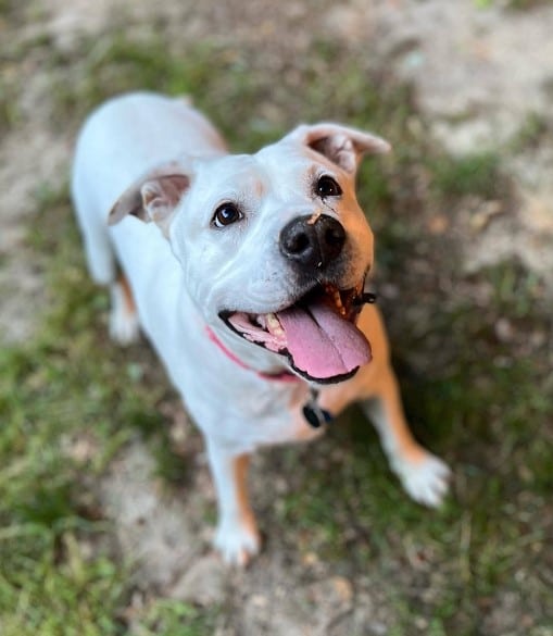 Seeing dogs like Maggie, who have endure...